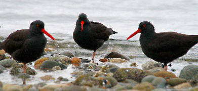 Birding on the Sunshine Coast
